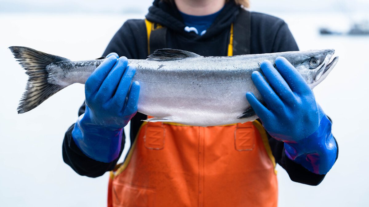 阿拉斯加三文鱼2