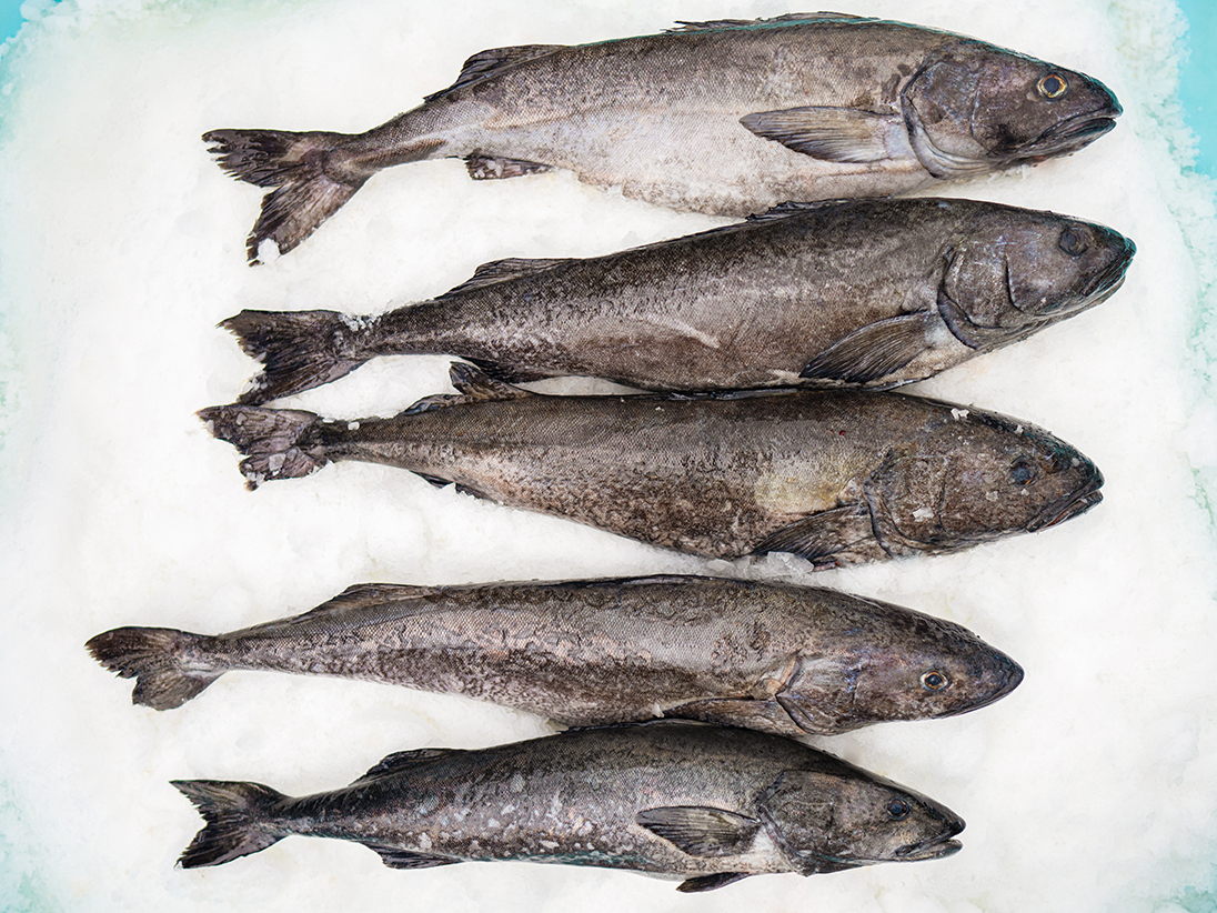 阿拉斯加黑鳕鱼展示2