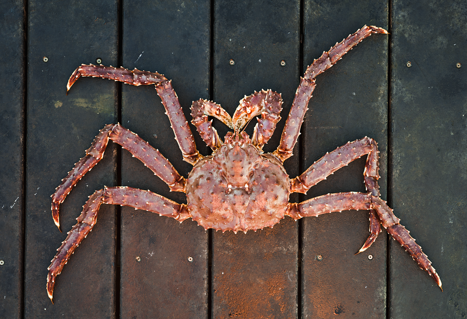 阿拉斯加王蟹